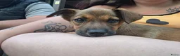 Mixed Breed dogs for sale: 10 week old pup - Advert 3