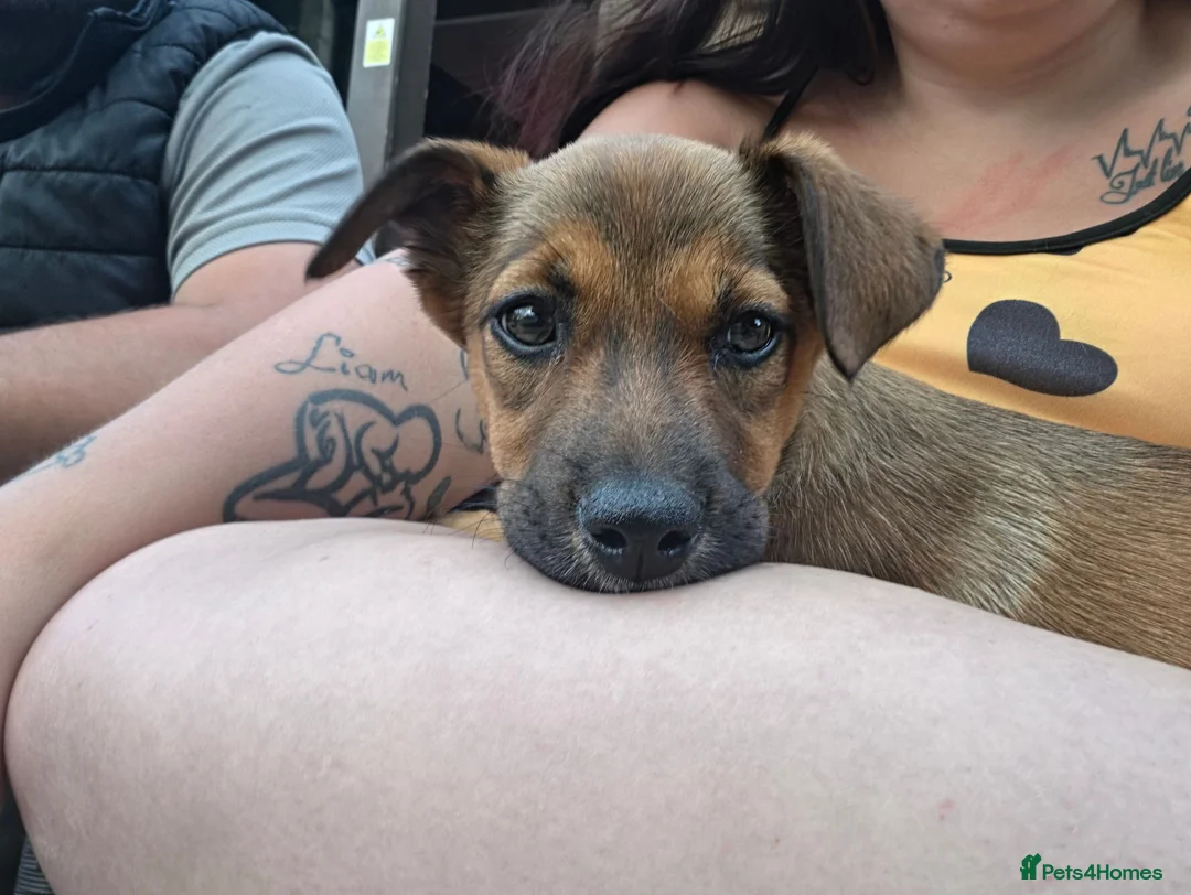 Mixed Breed dogs for sale: 10 week old pup - Advert 3