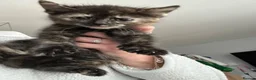 Mixed Breed cats for sale: Mixed breed kittens - Advert 3