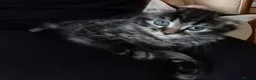 Mixed Breed cats for sale: 5 Fluffy Ragdoll x Tabby kittens  - Advert 3