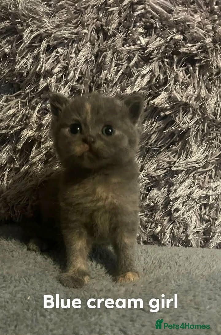 British Shorthair cats British short hair kittens ready to view - Advert 18