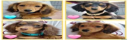 Miniature Dachshund dogs for sale: ✨️Available & Ready✨️3 Left✨️Longhaired Mini's✨️ - Advert 1