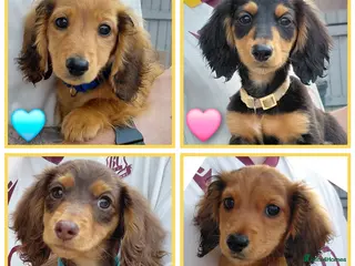 Miniature Dachshund dogs LongHaired Mini's - Ready To Leave 🤎🐾 - Advert 4