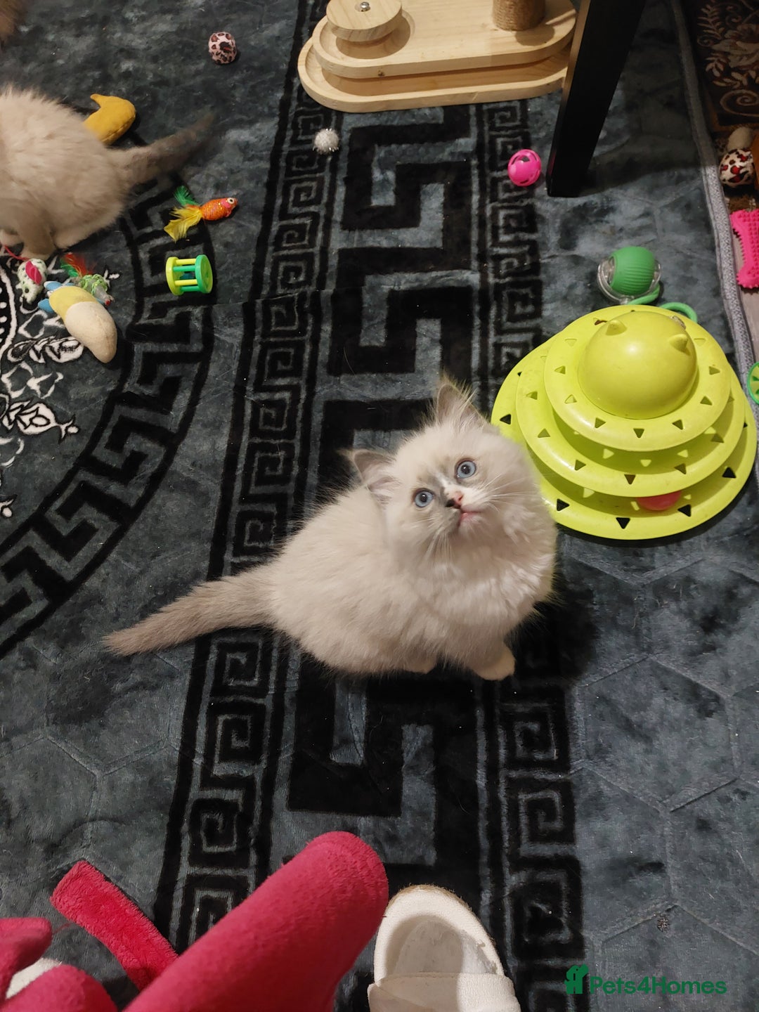 Ragdoll cats for sale: The most beautiful and adorable Ragdoll kittens  - Image 27