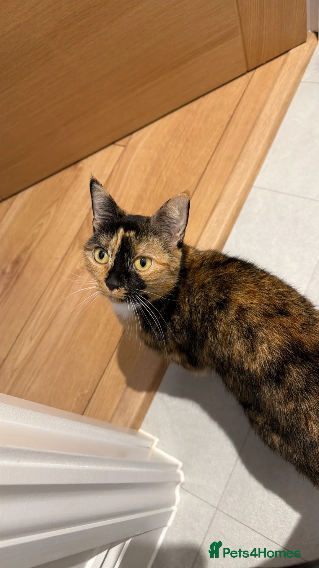 Domestic Shorthair cats for sale: Female Tortoise Shell Cat - Advert 4