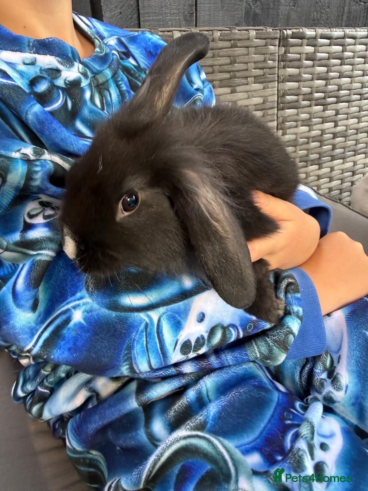 Mixed Breed rabbits 2 mini lion lops - Advert 2