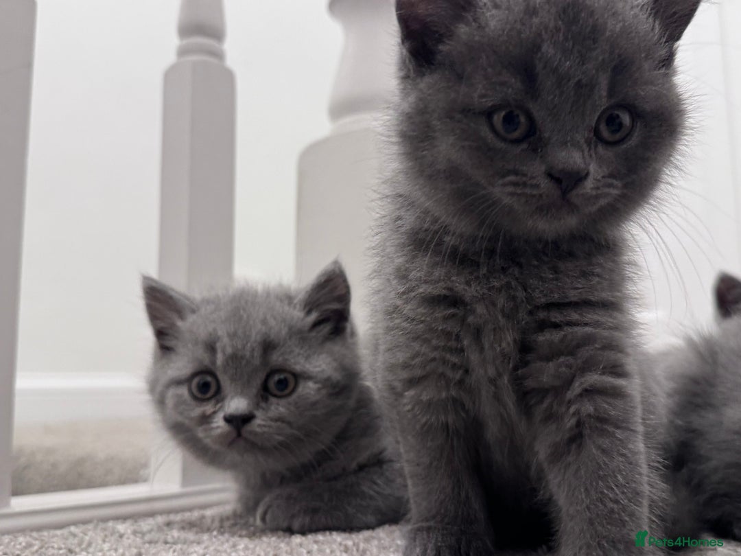 British Shorthair cats for sale: British shorthair kittens 🐈‍⬛ - Advert 11