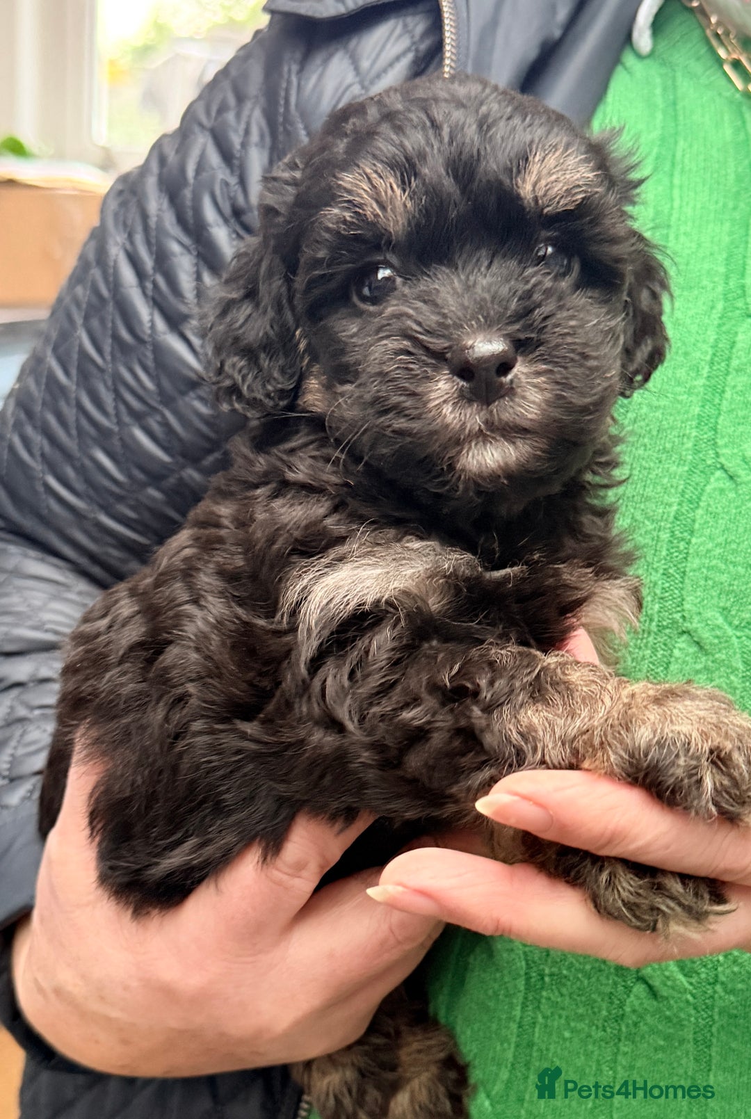 Shihpoo dogs for sale: Stunning Phantom Shihpoos! - Advert 4