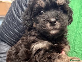 Shihpoo dogs Stunning Phantom Shihpoos! - Advert 7