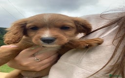 Cavapoo dogs for sale: Beautiful Cavapoo puppies  - Image 2