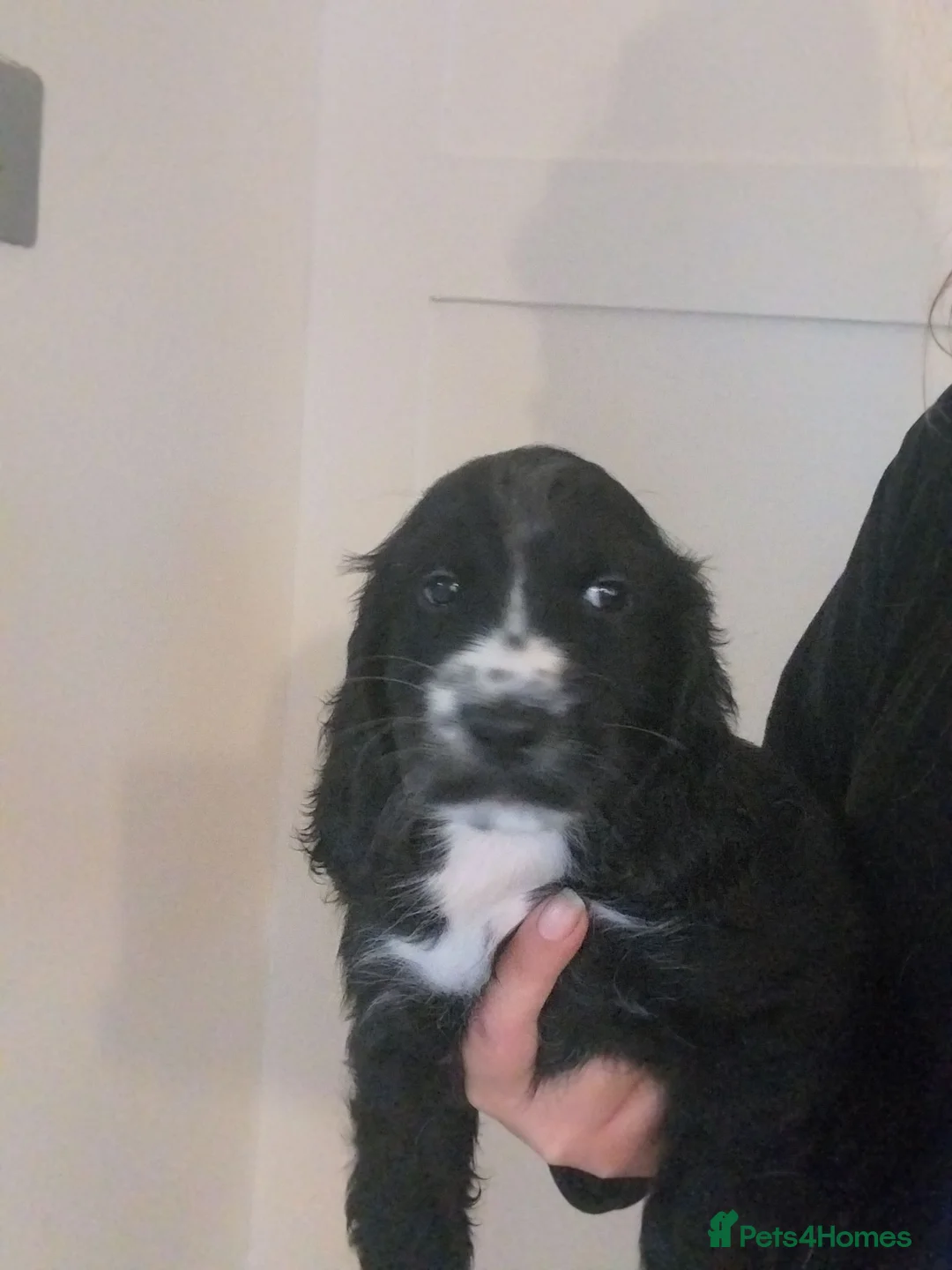 Cockapoo dogs for sale: F1b black cockapoo puppie.  - Advert 2