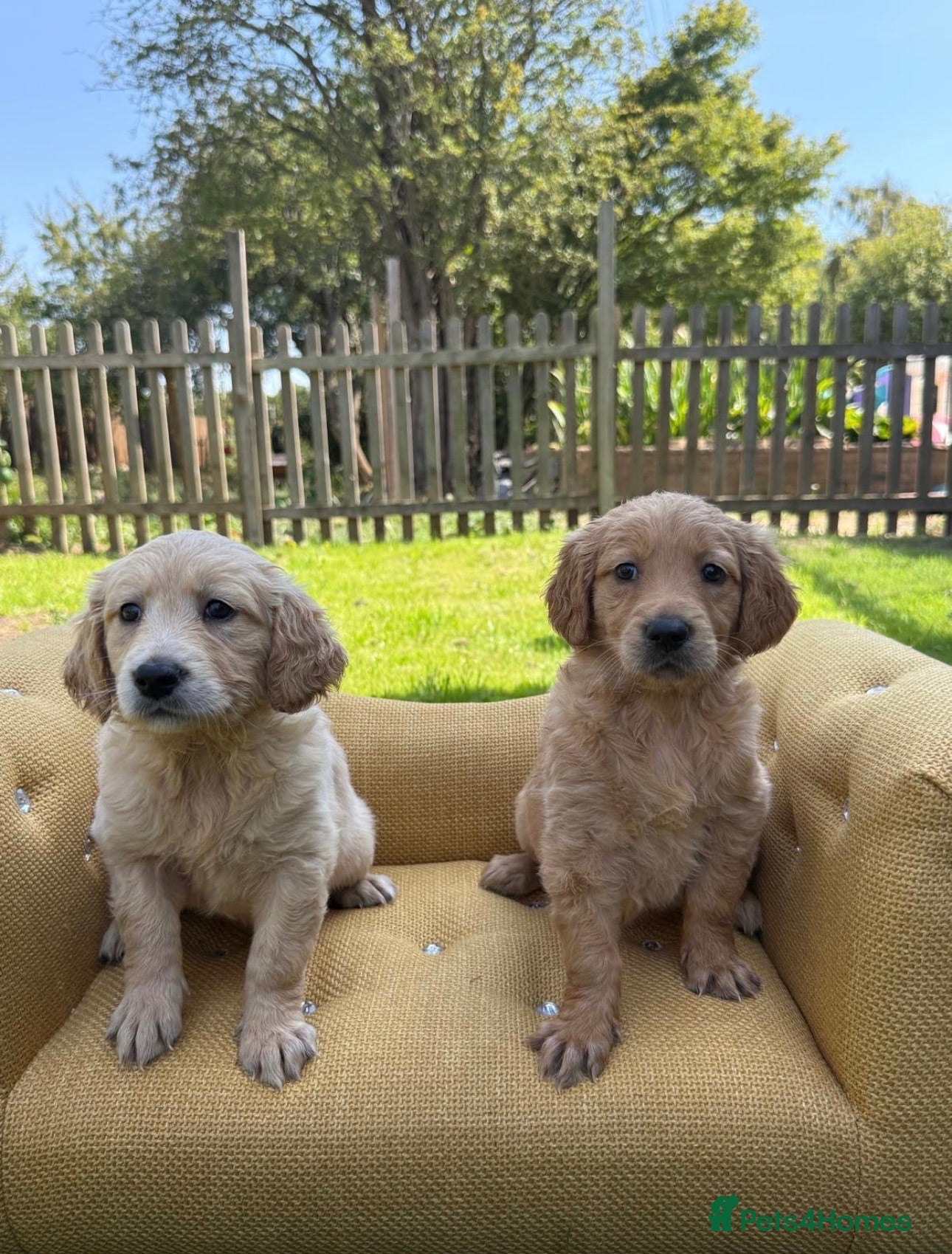 Mixed Breed dogs Magnificent blonde wolf dog puppies golden sarloos - Advert 2