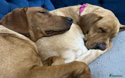 Labrador Retriever dogs for sale: KC Registered Labrador Puppies - Call  **  - Image 13