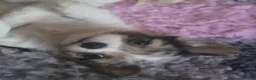 Chihuahua dogs for sale: Stunning long haired chihuahua - Advert 6