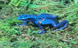 Frog reptiles for sale: 🩵🩵 BLUE FROGS FOR SALE🩵🩵 in Banbury - Image 2