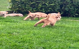 Labradoodle dogs for sale: Labradoodle  - Image 4