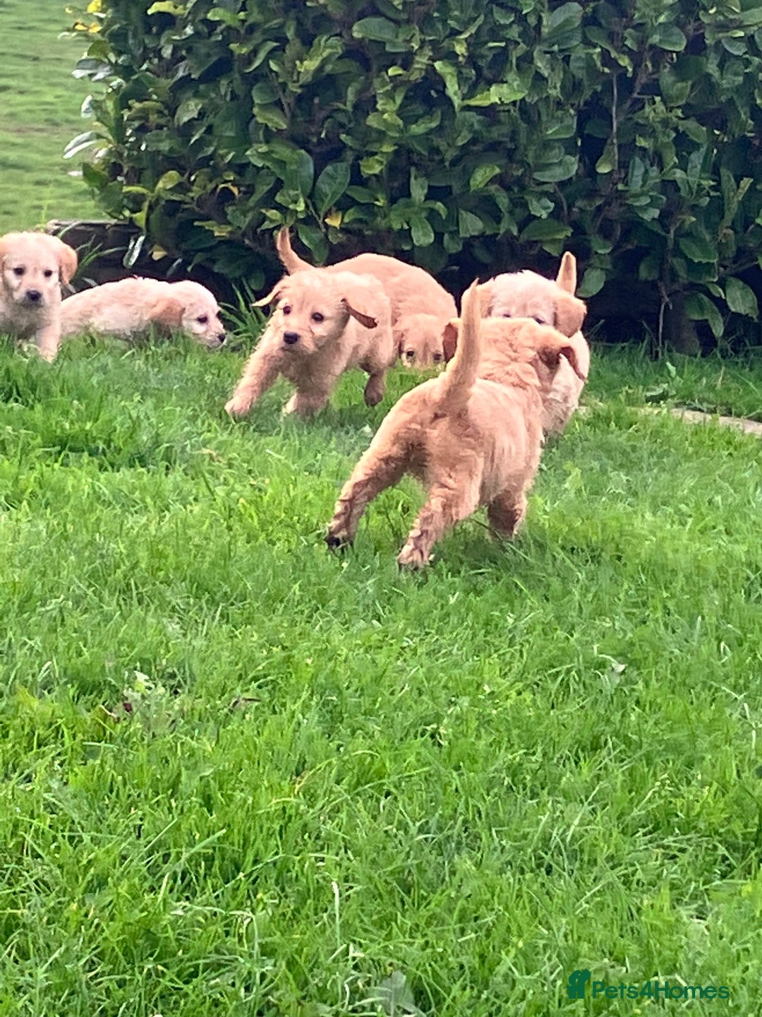Labradoodle dogs for sale: Labradoodle  - Image 4