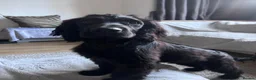 Sprocker dogs for sale: 🐾 MAVERICK – Sprocker Spaniel - FOREVER HOME 🐾 - Advert 3