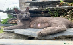 Mixed Breed cats for sale: 7 kittens now ready for their new home  - Image 13