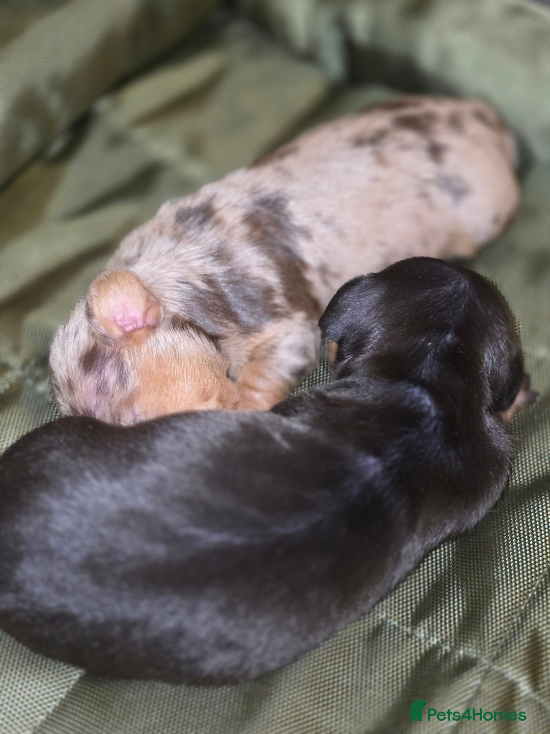 Miniature Dachshund dogs for sale: Miniature Dachshunds  - Advert 4