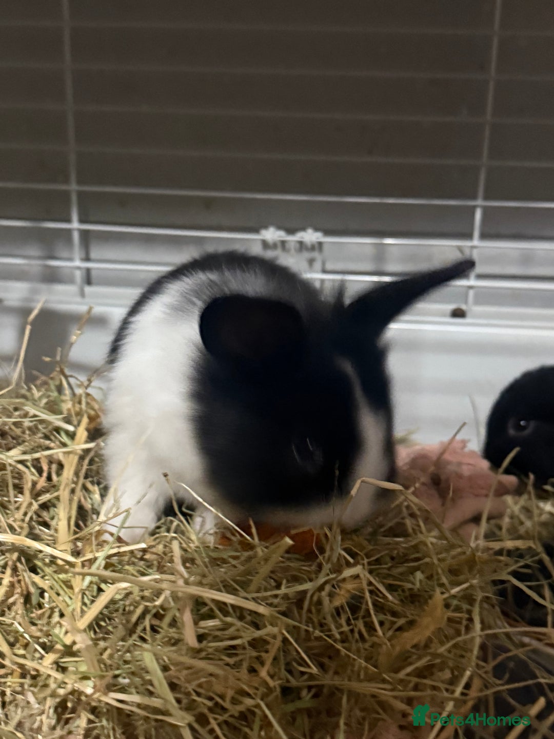 Mini Lion Lop rabbits for sale: lionlop baby bunny’s  - Image 14