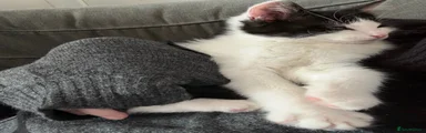 Mixed Breed 1