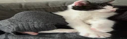 Mixed Breed cats for sale: Gorgeous twins needing a forever home  - Advert 5