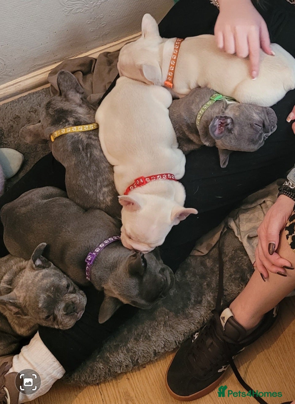 French Bulldog dogs Frenchie babies - Advert 1