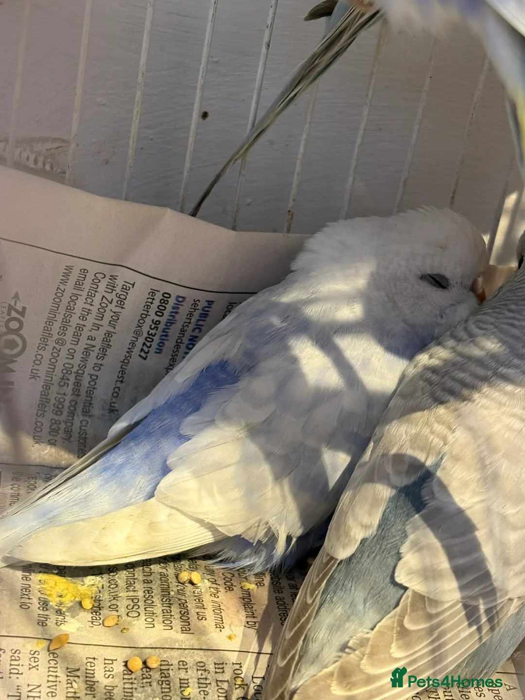 Budgerigars birds for sale: Baby budgies  - Advert 11