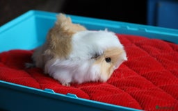 Guinea Pig rodents for sale: Peruvian long haired Babies - Advert 3