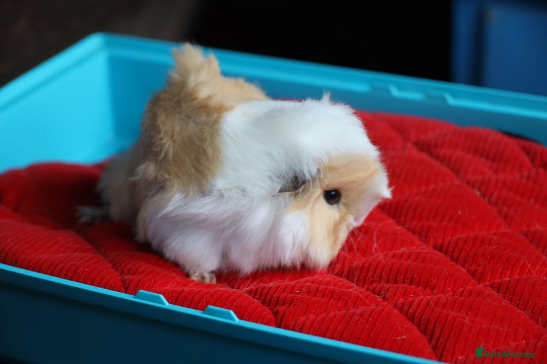 Guinea Pig rodents for sale: Peruvian long haired Babies - Advert 3