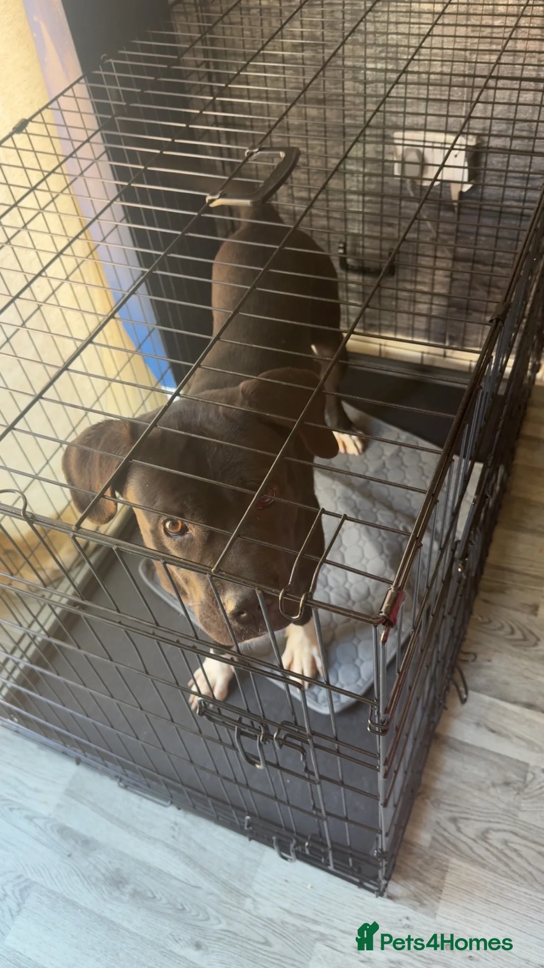 Mixed Breed dogs for sale: Lila - 1 year old cane corso cross  in Newcastle upon Tyne - Advert 1