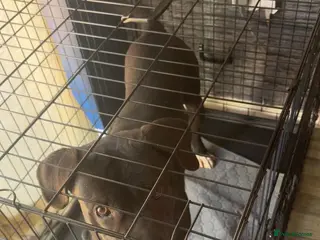 Mixed Breed dogs Lila - 1 year old cane corso cross - Advert 4