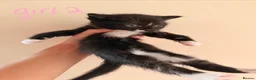 Mixed Breed cats for sale: Mixed breed kittens for sale in Witney - Advert 4