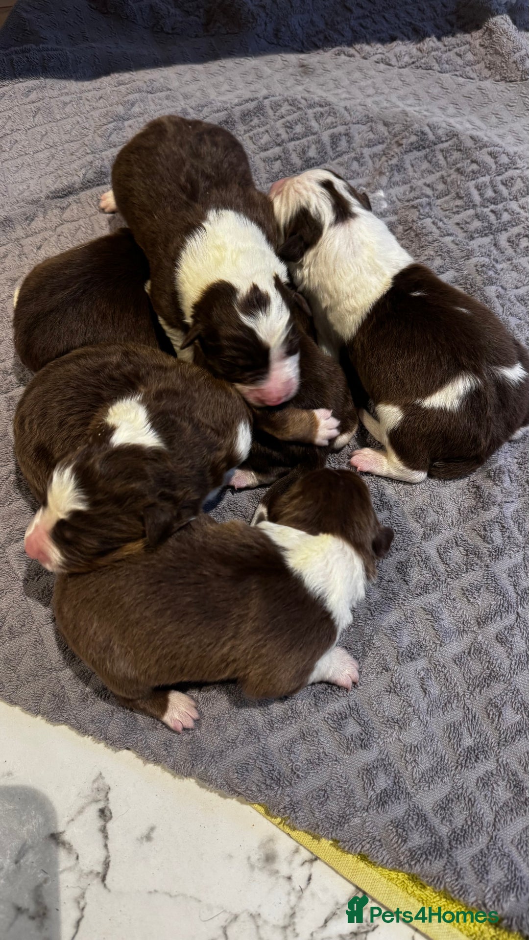Border Collie dogs for sale: Beautiful Red tri pups  - Advert 5