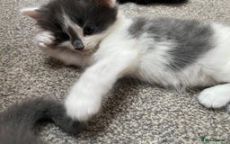 Mixed Breed cats for sale: Four beautiful kittens  - Image 10
