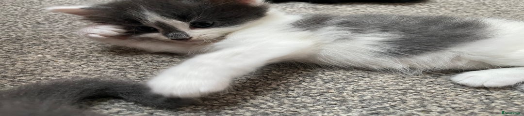 Mixed Breed Kitten 1