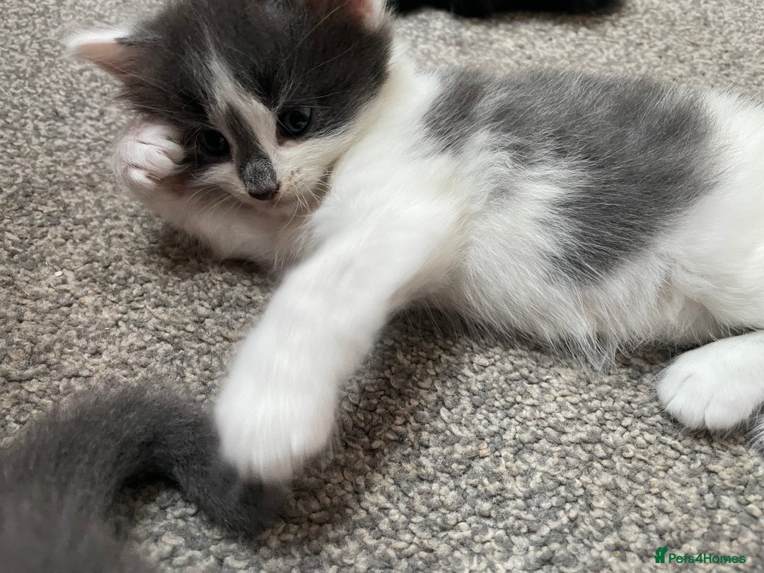 Mixed Breed cats for sale: Four beautiful kittens  - Image 10