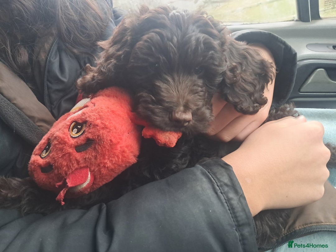 Cockapoo dogs for sale: Toy F1 Cockerpoo last chocolate boy  - Advert 8