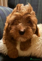 Cavapoo dogs Fabulous F1b Cavapoo litter - DNA clear - Advert 1
