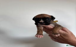 Boxer dogs for sale: Bobtail boxers for sale - Image 2