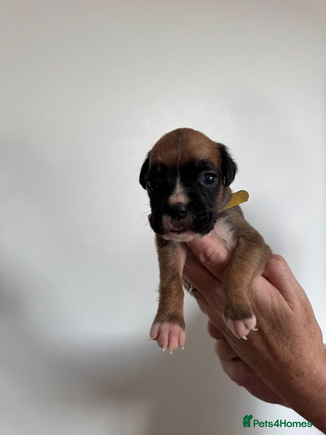 Boxer dogs for sale: Bobtail boxers for sale - Image 2