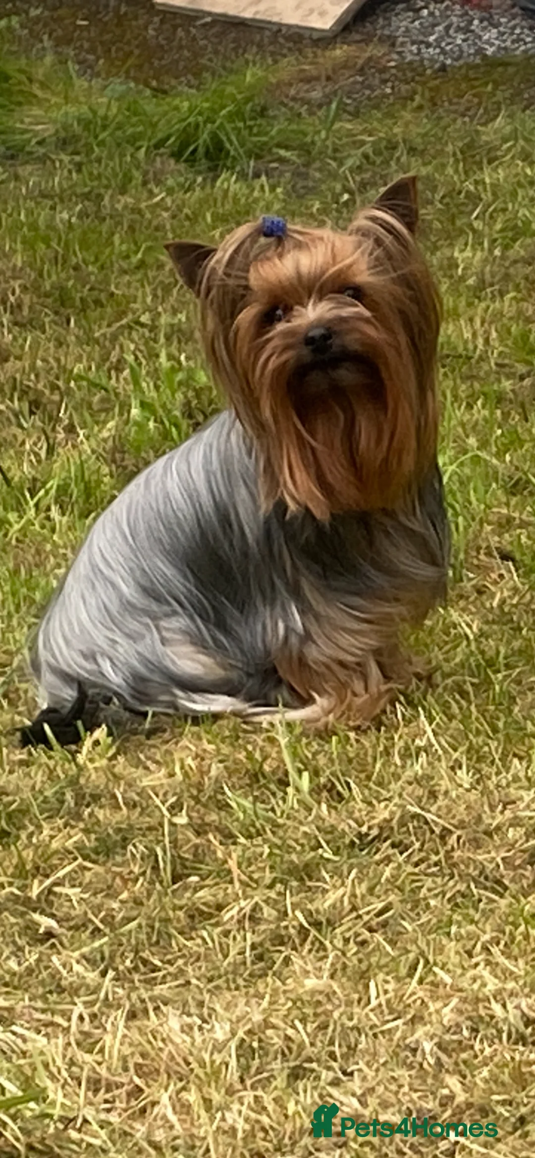 Yorkshire Terrier dogs for sale: 3 little female Yorkies  - Advert 2
