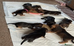 Dachshund dogs for sale: 🐾 Beautiful Dachshund Puppies - Image 4