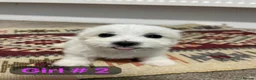 Mixed Breed dogs for sale: Bichon Frisé × Maltese Puppies - Advert 9