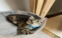 Mixed Breed cats for sale: Mix breed beautiful kittens - Image 14