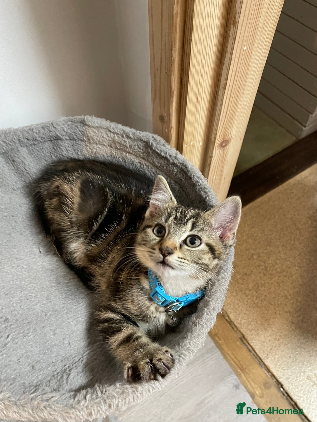 Mixed Breed cats for sale: Mix breed beautiful kittens - Image 14