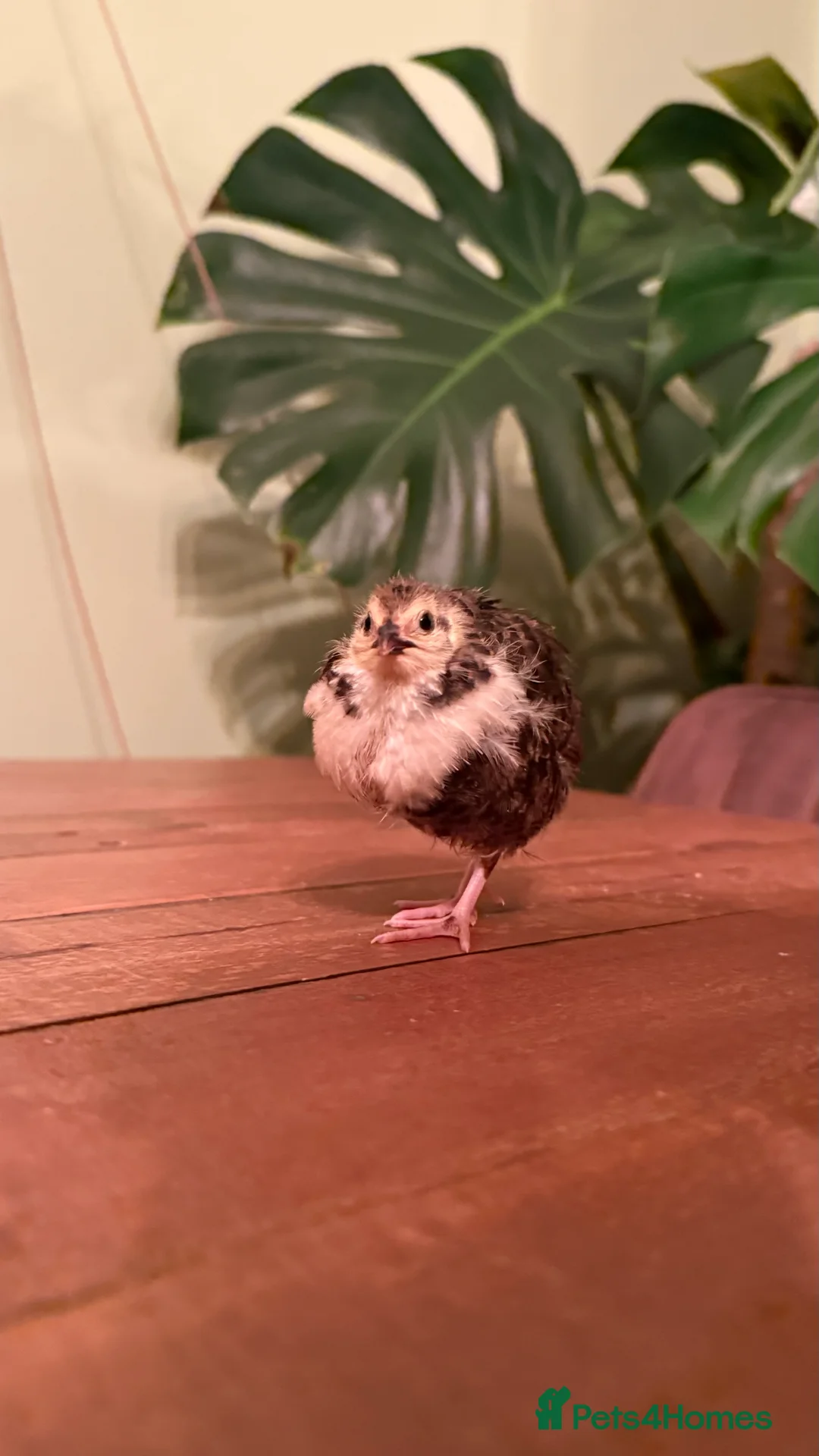Quail poultry for sale: 🩵Celadon Coturnix quail chicks 💙 - Advert 1