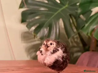 Quail poultry 🩵Celadon Coturnix quail chicks 💙 - Advert 14