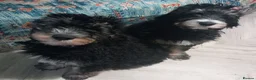 Bernedoodle dogs for sale: Mini Bernedoodle puppies due in 3 weeks - Advert 10
